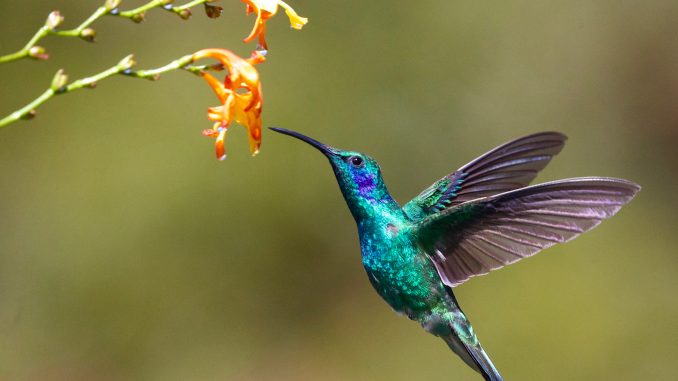 Do’s and Don’ts of Attracting Hummingbirds – Get One to Land on Your ...