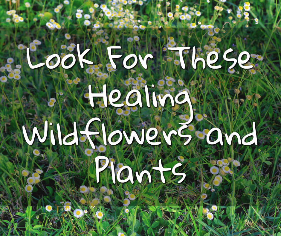 look for healing dandelions