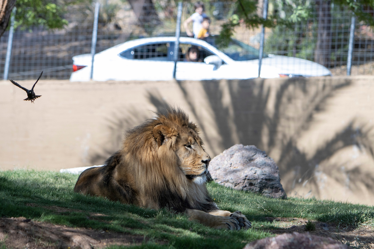 phoenix-zoo-s-cruise-the-zoo-a-clever-alternative-to-pacing-like-a