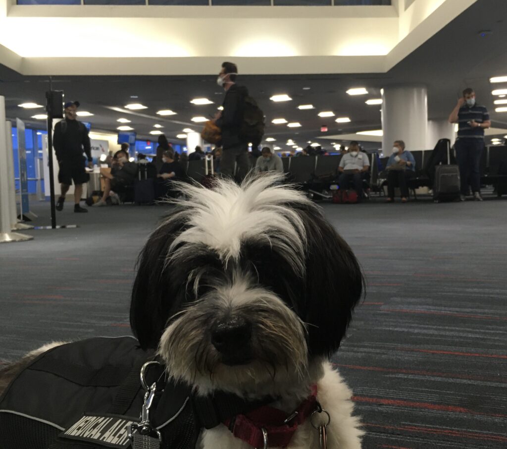 A service dog waits in an airport before boarding a plane.