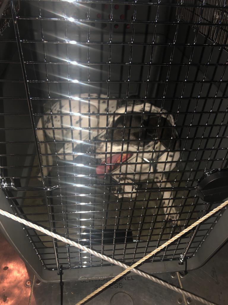 A large Dalmatian in its crate in the cargo hold of an airplane